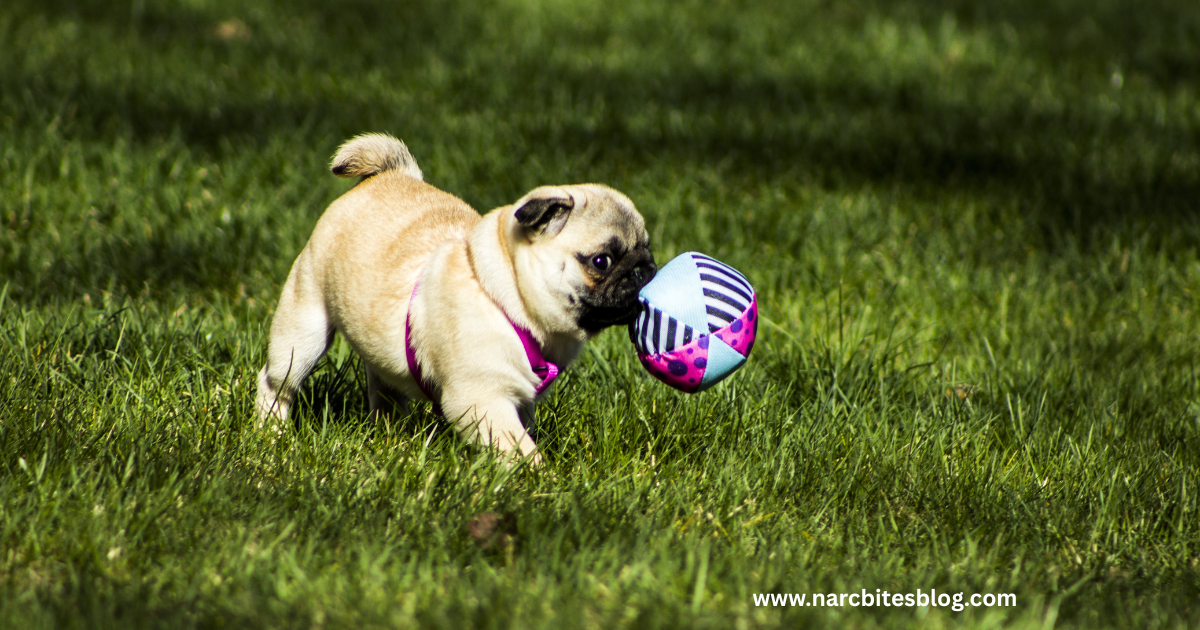 A puppy pug is running with a ball in its mouth.
